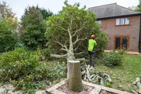 Tree Removal