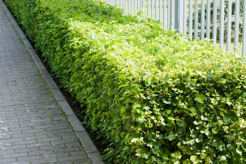 Trees & Shrubs
